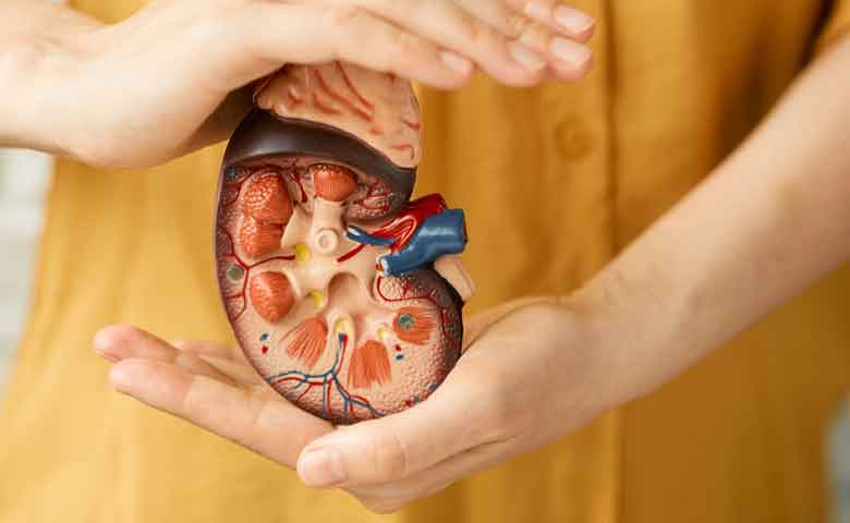 علائم عفونت کلیه ، تشخیص و درمان عفونت کلیه